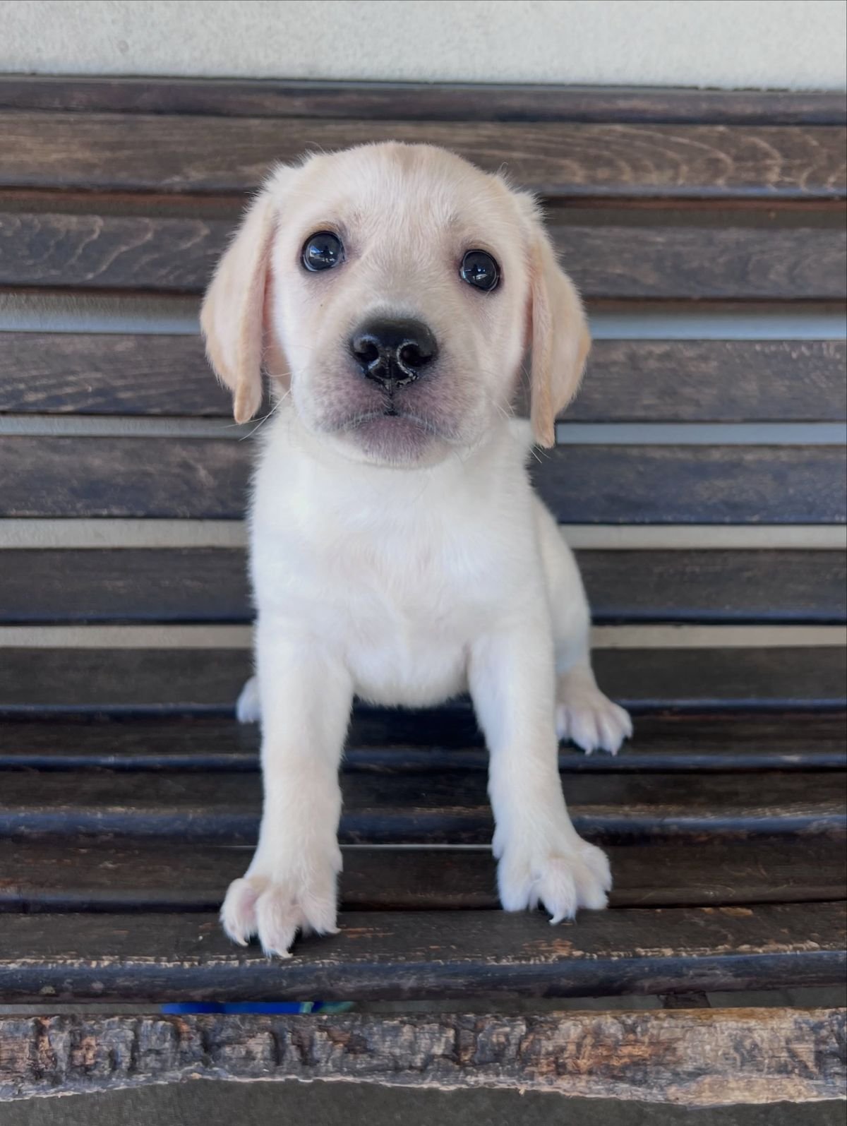 Photo of Labrador Retriever puppy Belinda