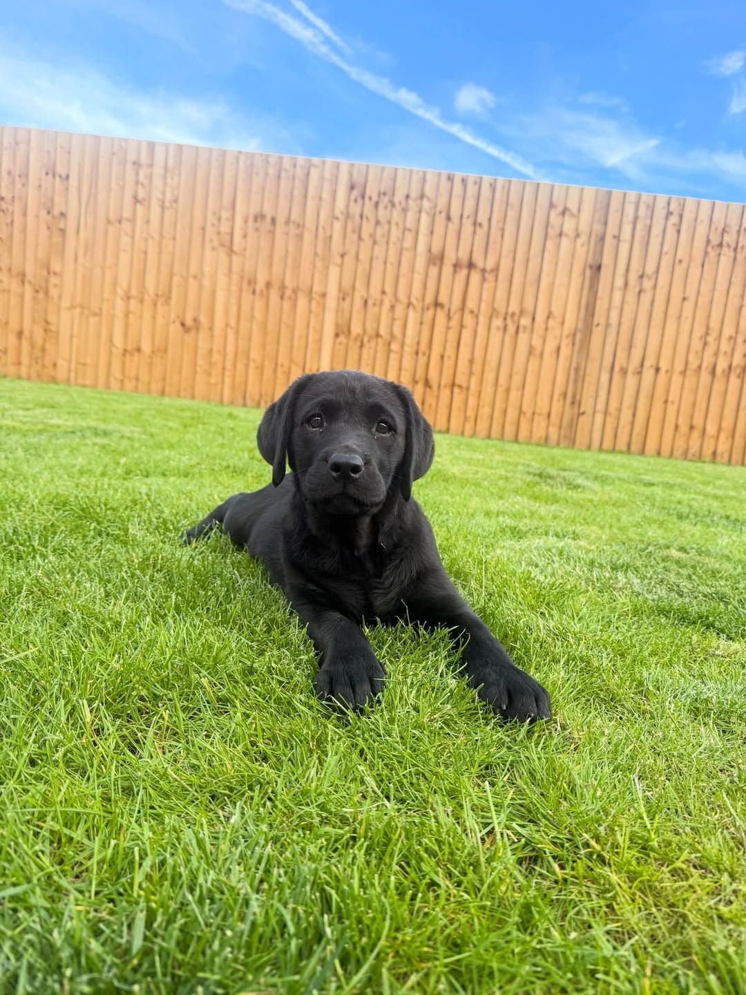 Photo of Labrador Retriever puppy Bless
