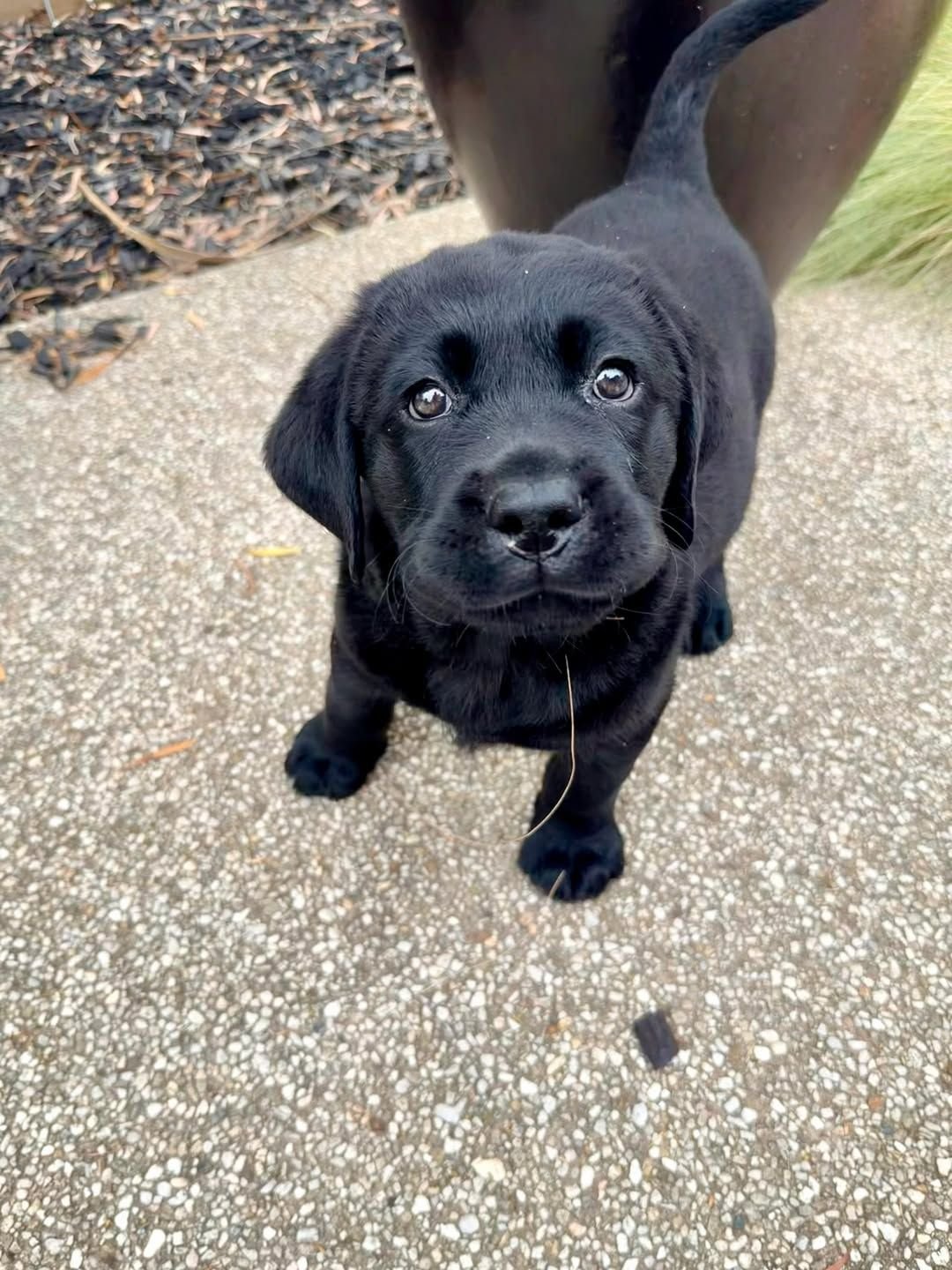 Photo of Labrador Retriever puppy Lucy